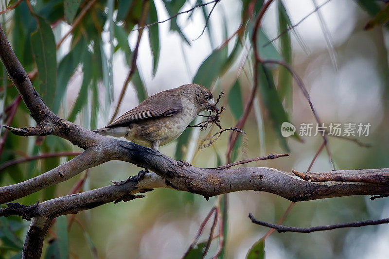 南部白脸(Aphelocephala leucopsis)正在筑巢